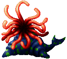Hydra ♂