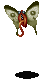 Moth ♀