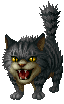 Cat ♂