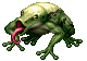 Frog ♂
