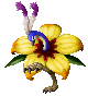Peacock ♀