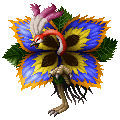 Peacock ♂